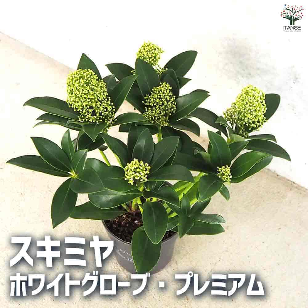 確認用  花苗 イソザンショウ 23 磯山椒 天梅 コケ順のよい小品盆栽