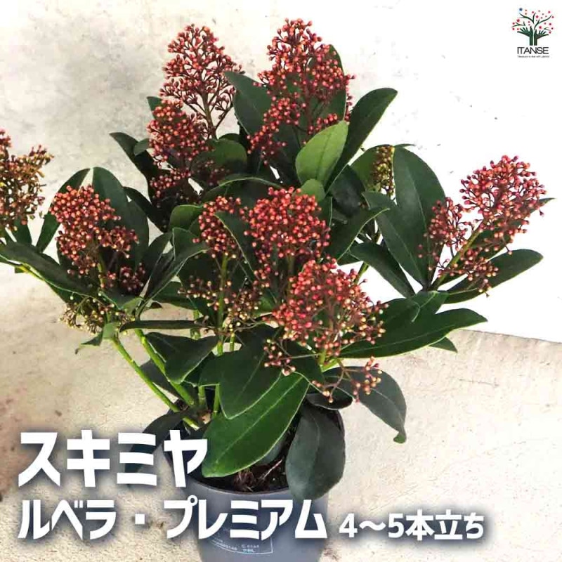 スキミヤ マジックマルロー【花苗 3.5号ポット苗 植木／花木／1個売り