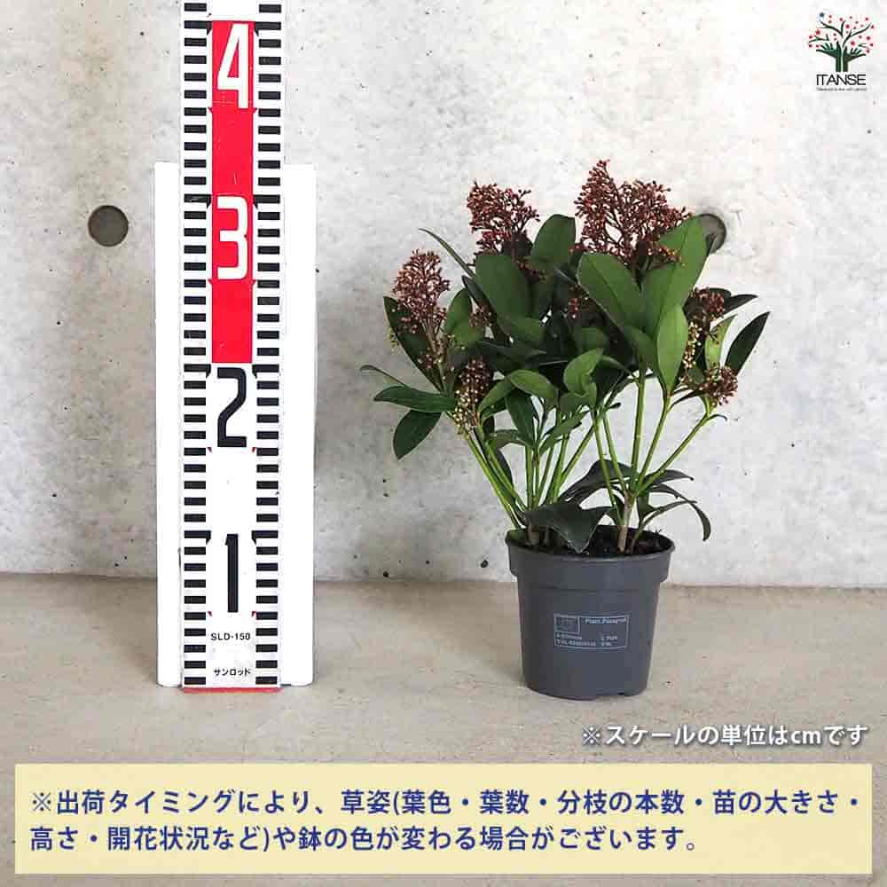 スキミヤ ルベラ・プレミアム4～5本立ち 【花木苗 3号鉢】｜ 【植物の