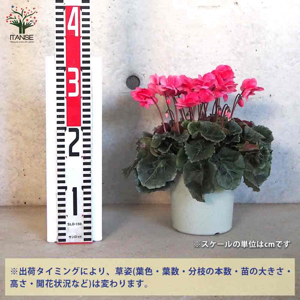 シクラメン フェアリーピコ・オレンジ 【花苗 5号鉢／1個売り