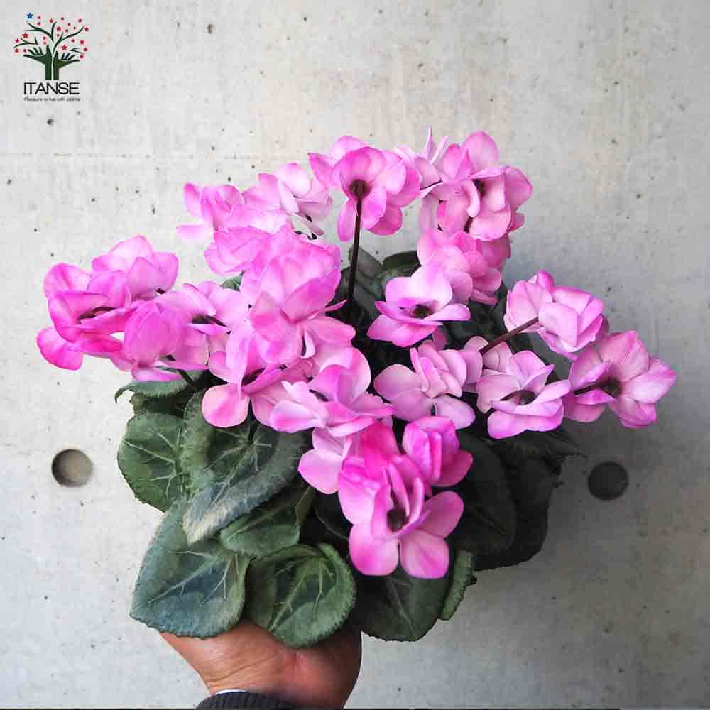 シクラメン フェアリーピコ 3寸ポット苗 専用です。 シクラメン