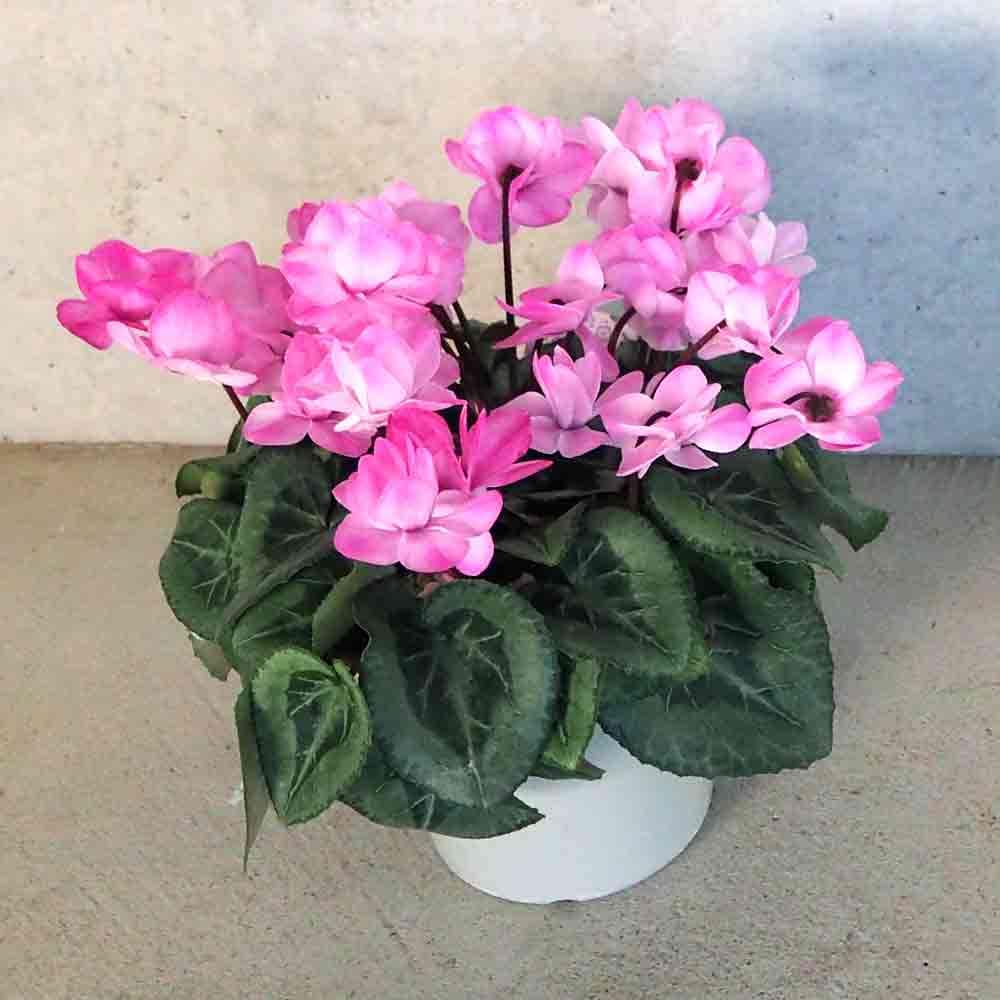 ぐんちゃん　エレガンスピンクの小苗 シクラメン フェアリーピコ・エレガンス 【花苗 5号鉢／1個売り