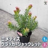 ミメティス クラッカージャックレッド 【花木苗 7号鉢／1個売り】|植木・花木