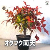 オタフク 南天 【花木苗 3.5号ポット】|植木・花木