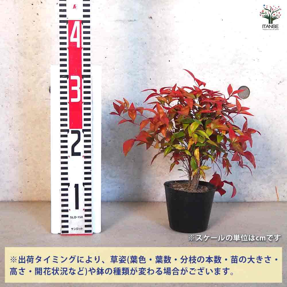 オタフク 南天 【花木苗 3.5号ポット】｜ 【植物のITANSE】全品