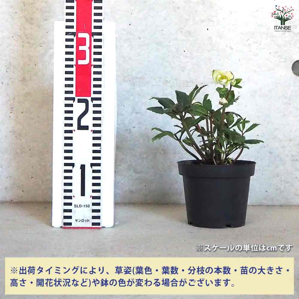 クリスマスローズ パウロ 黒鉢 【花苗 4.5号鉢／1個売り】｜ 【植物の