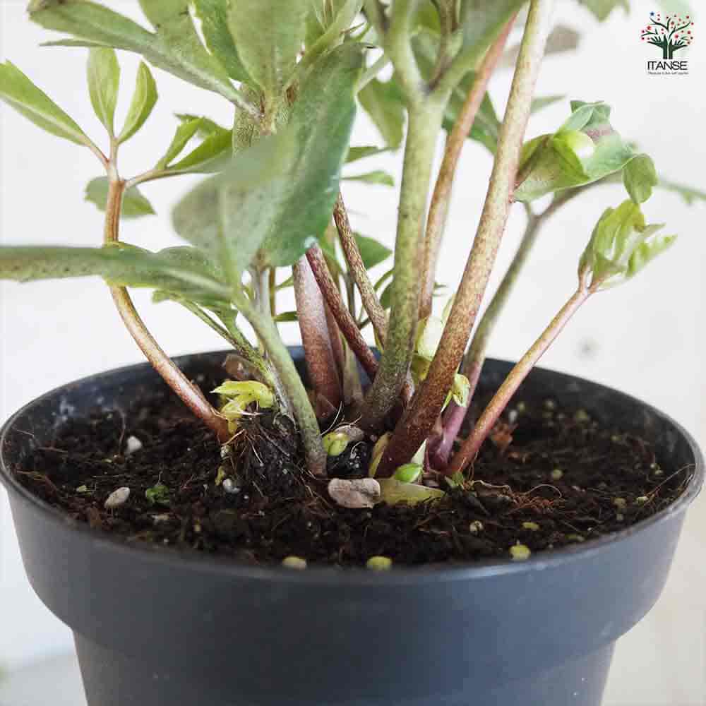 クリスマスローズ パウロ 黒鉢 【花苗 4.5号鉢／1個売り】｜ 【植物の