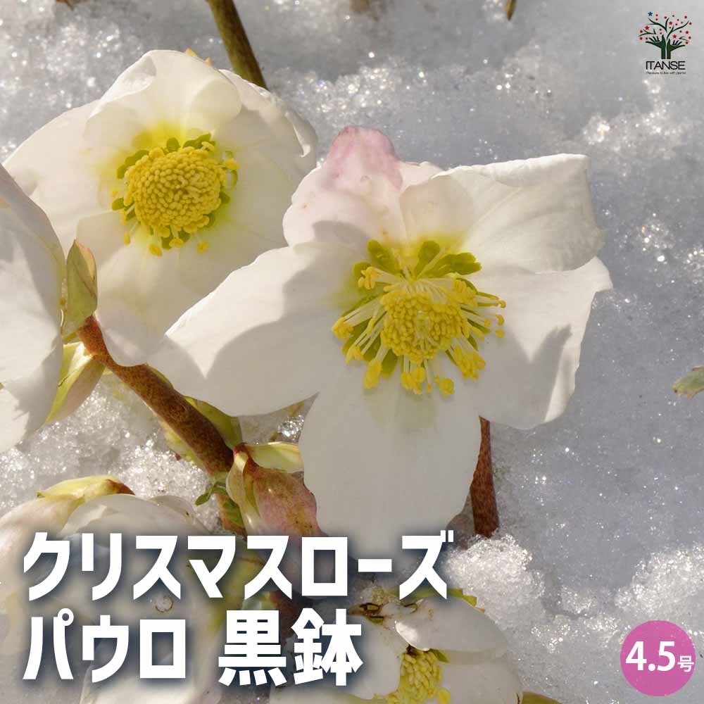 クリスマスローズ｜【植物のITANSE】全品送料無料・即出荷!