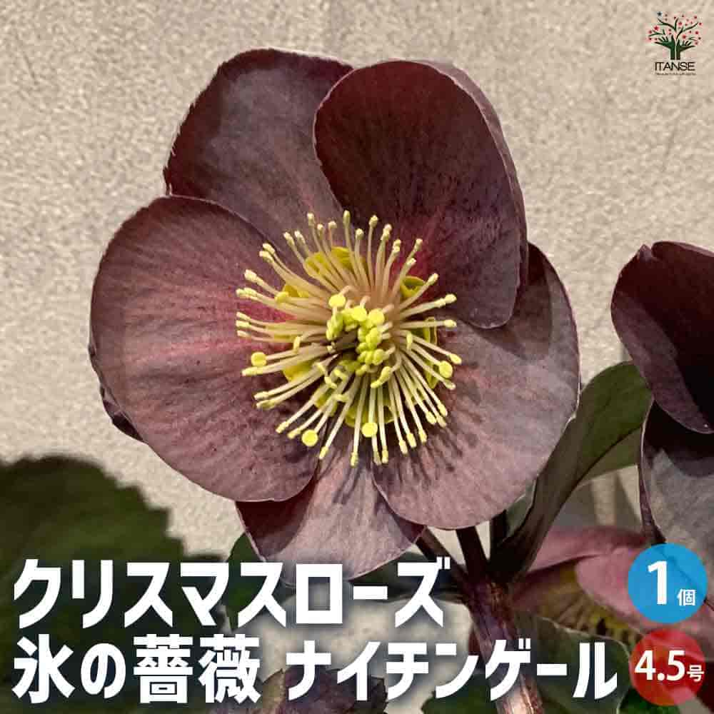 クリスマスローズ 氷の薔薇 ナイチンゲール 【花苗 4.5号鉢／1個売り】