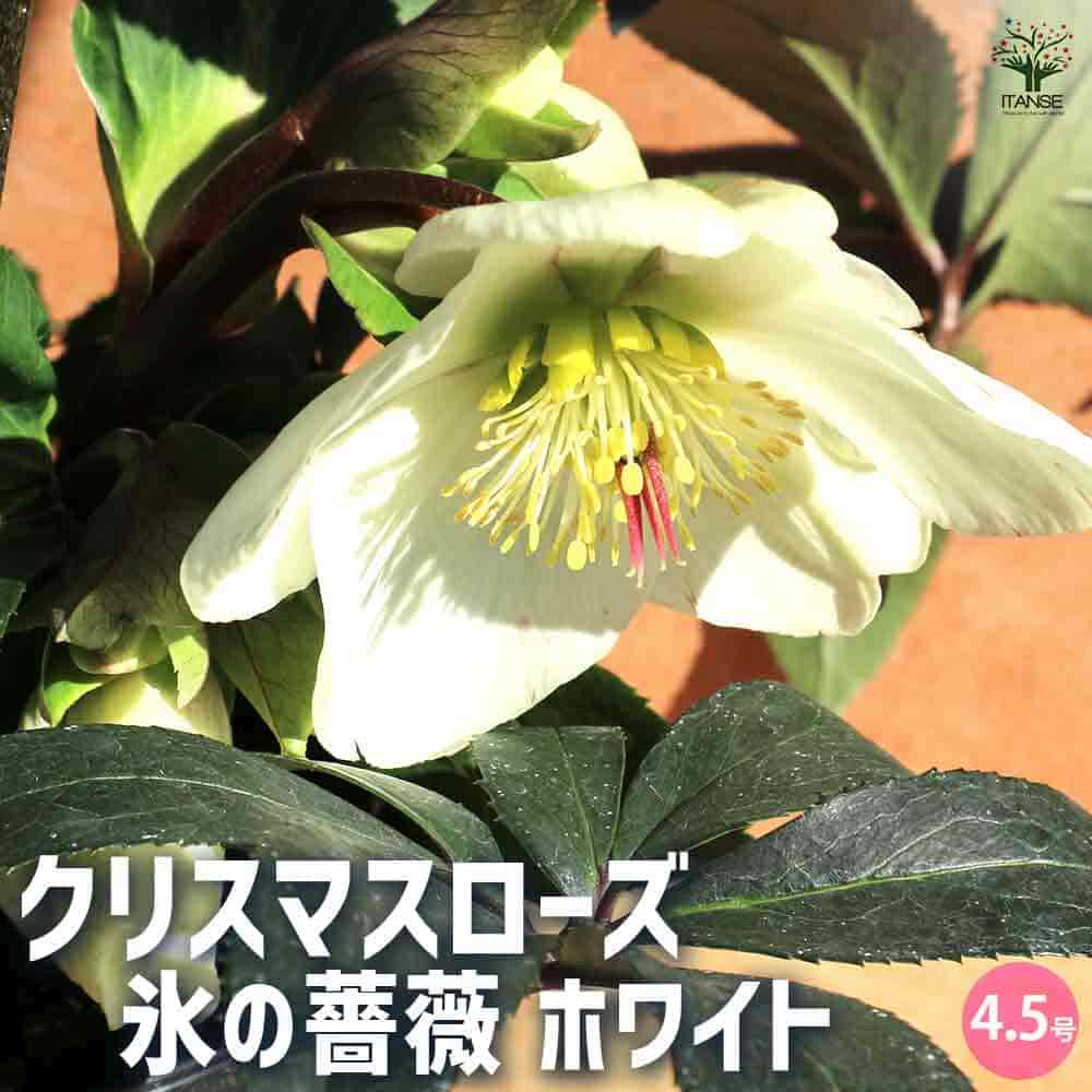 クリスマスローズ 氷の薔薇 ホワイト 【花苗 4.5号鉢／1個売り】