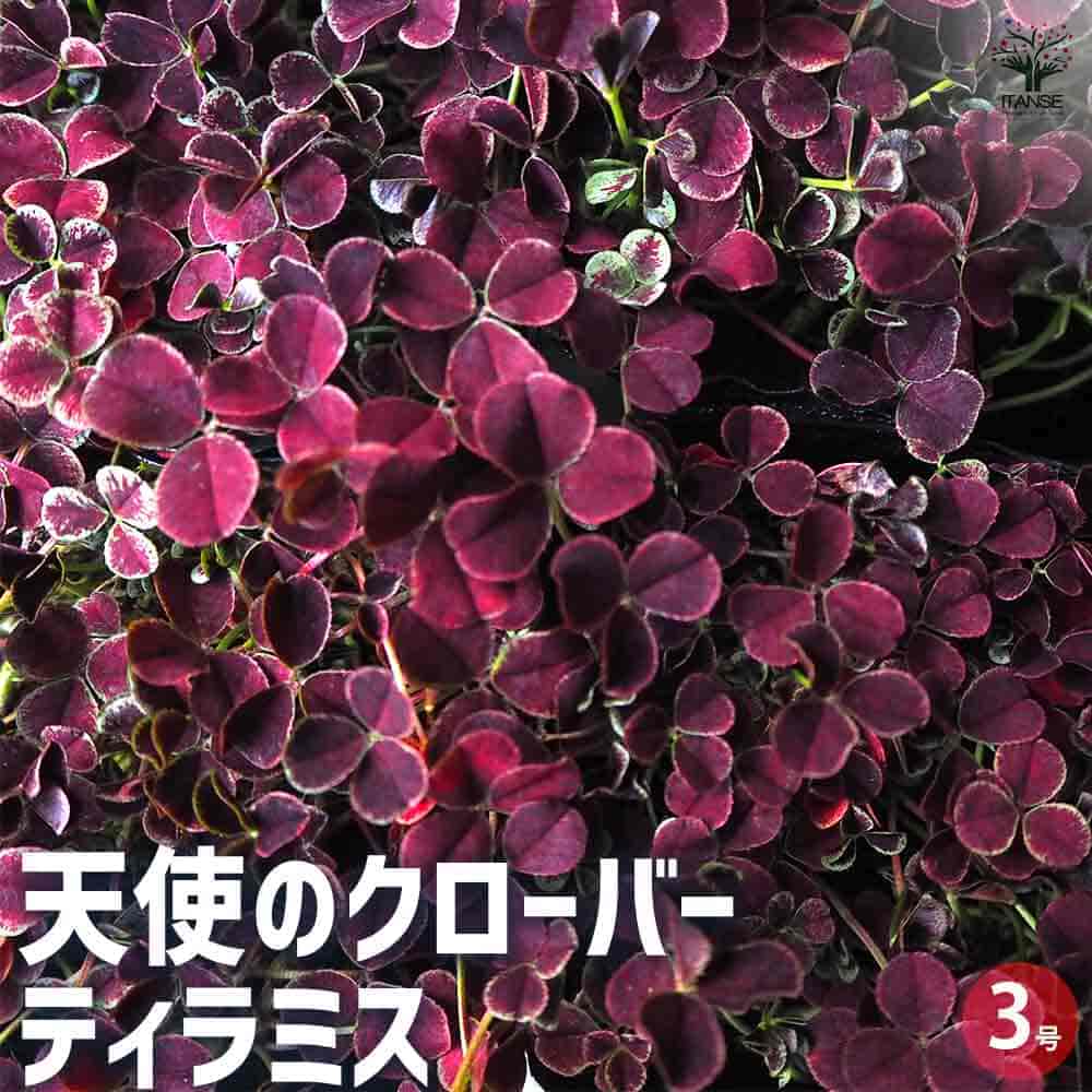 天使のクローバー ティラミス 【花苗 3号ポット】