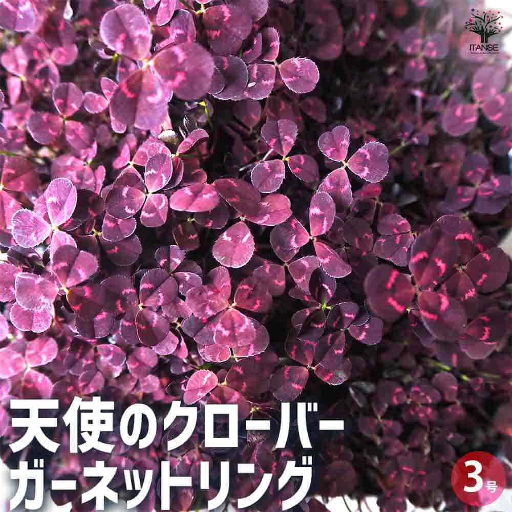 天使のクローバー ガーネットリング 【花苗 3号ポット】
