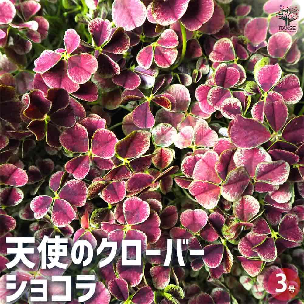 天使のクローバー ショコラ 【花苗 3号ポット】