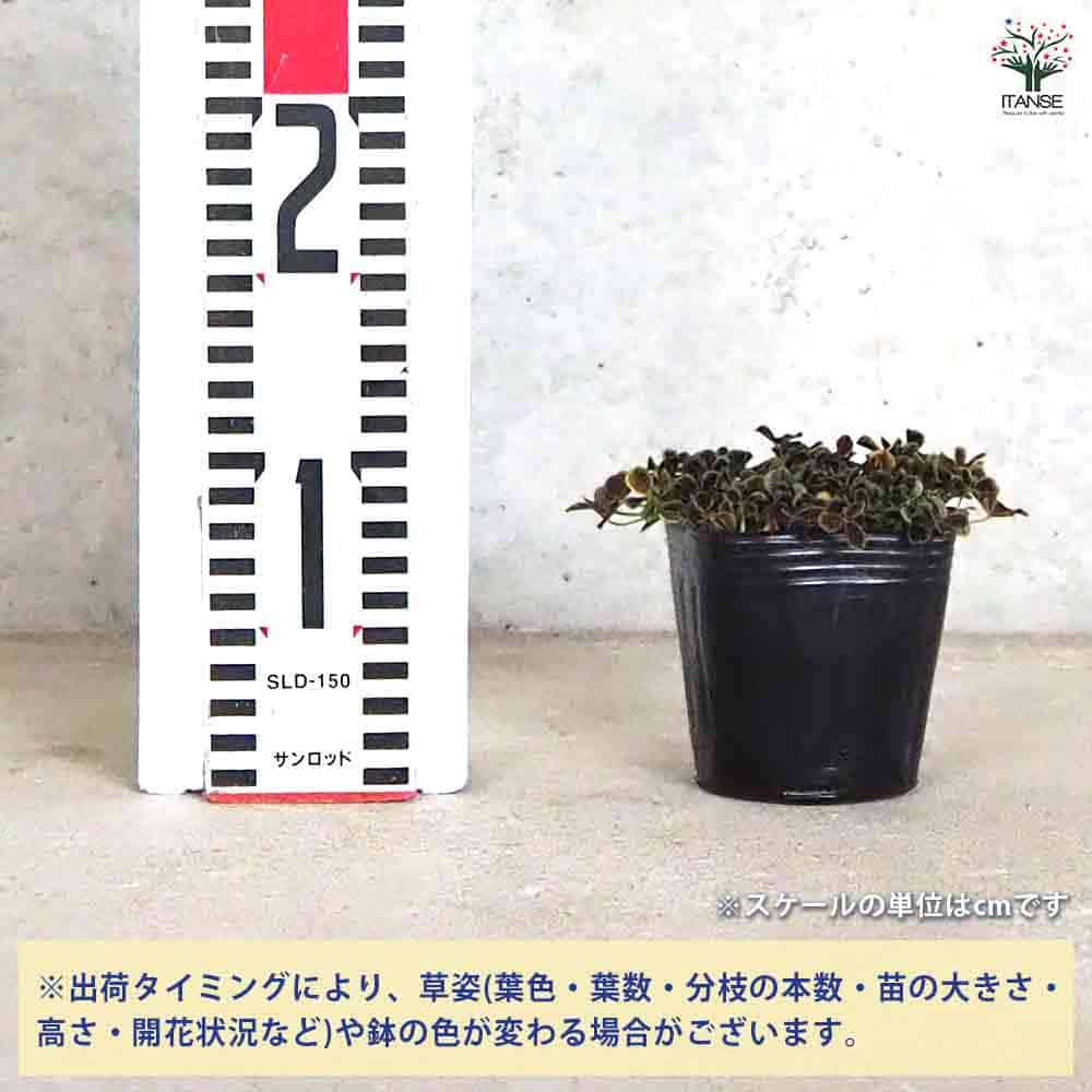 天使のクローバー オニキス 【花苗 3号ポット】｜ 【植物の