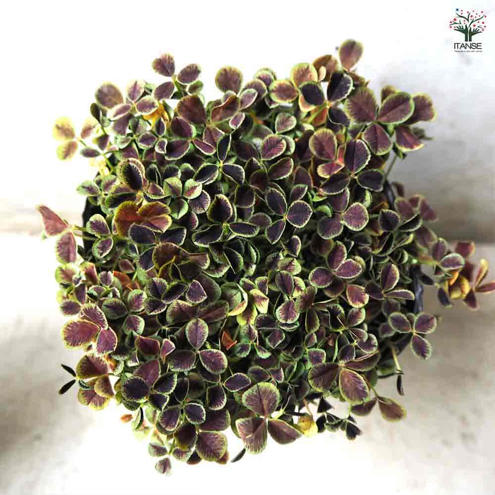 天使のクローバー オニキス 【花苗 3号ポット】｜ 【植物の