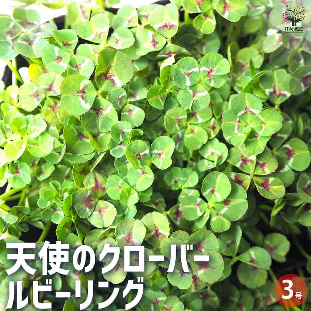 天使のクローバー ルビーリング 【花苗 3号ポット】