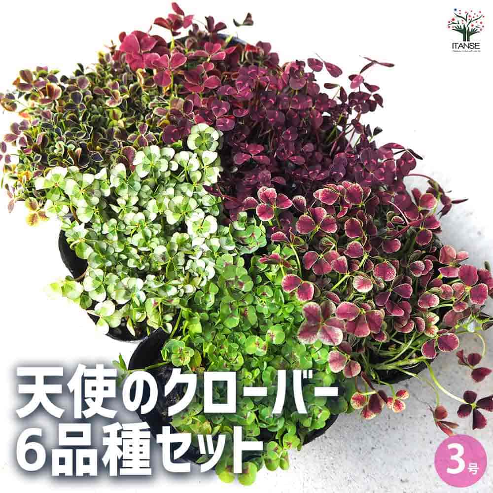 天使のクローバー 6品種セット 【花苗 3号ポット／1個売り】