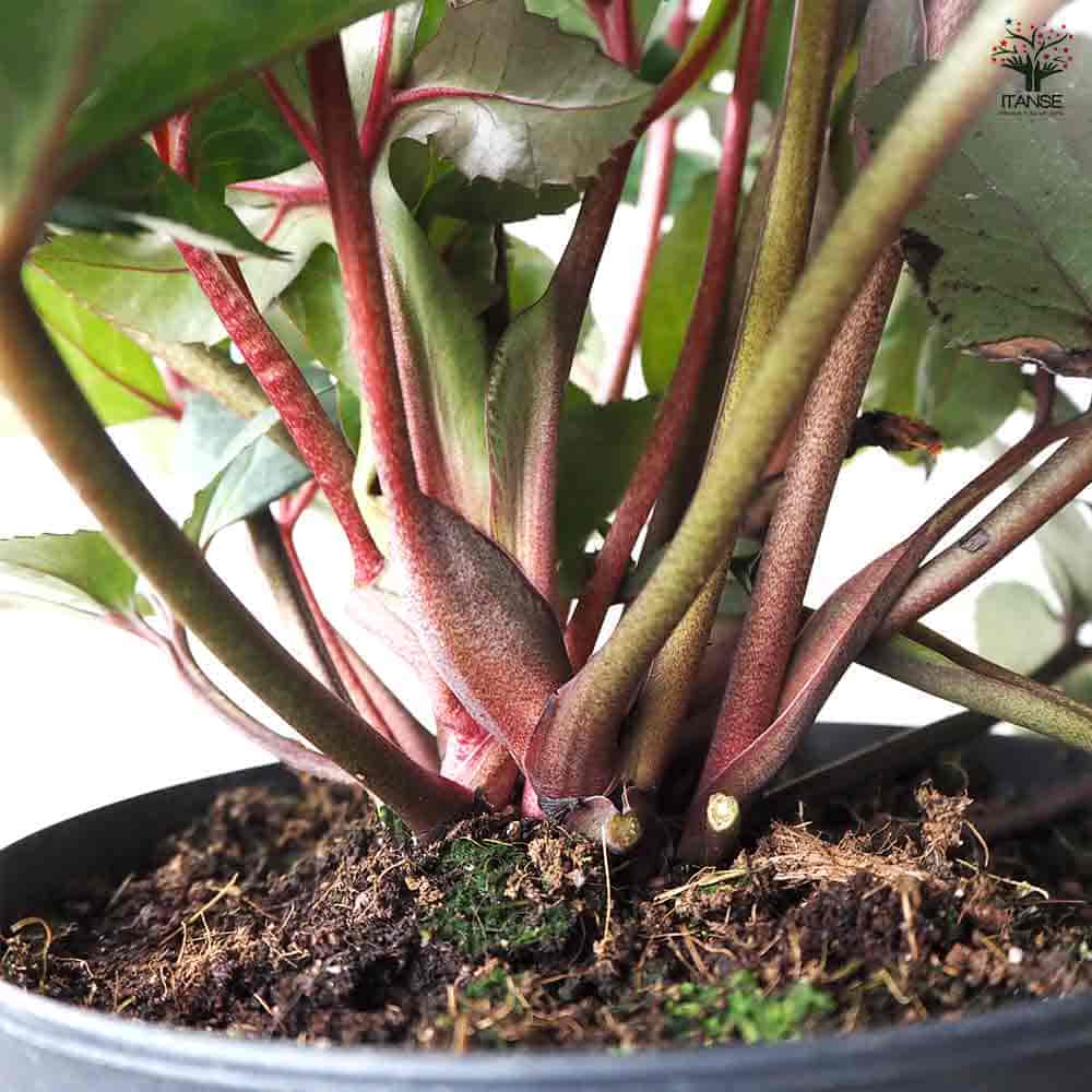 クリスマスローズ HGCピンクフロスト 【花苗 6号鉢／1個売り