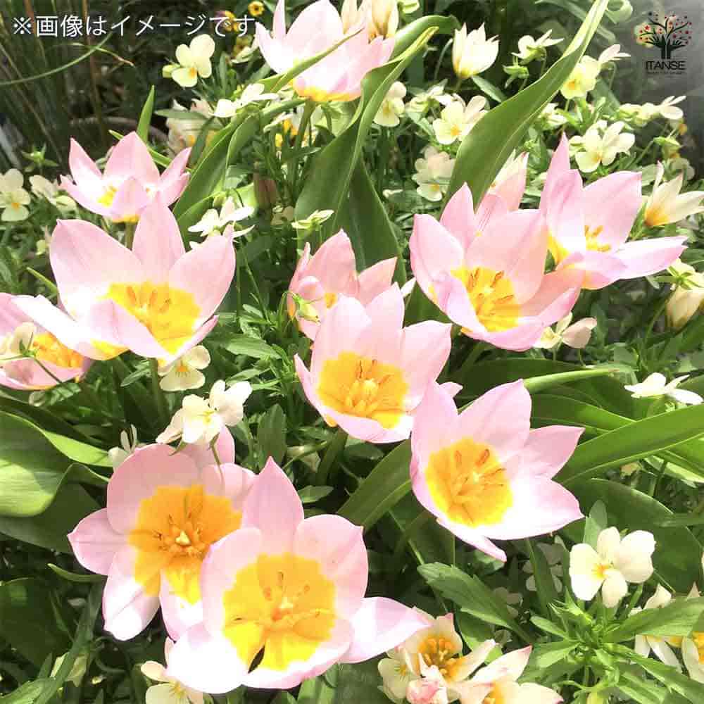 原種系チューリップ ライラックワンダー 芽出し苗 【花苗 3号ポット