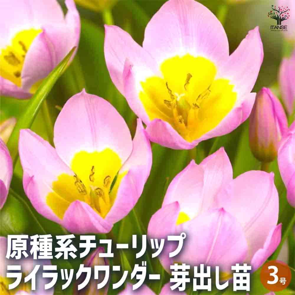 原種系チューリップ ライラックワンダー 芽出し苗 【花苗 3号ポット】