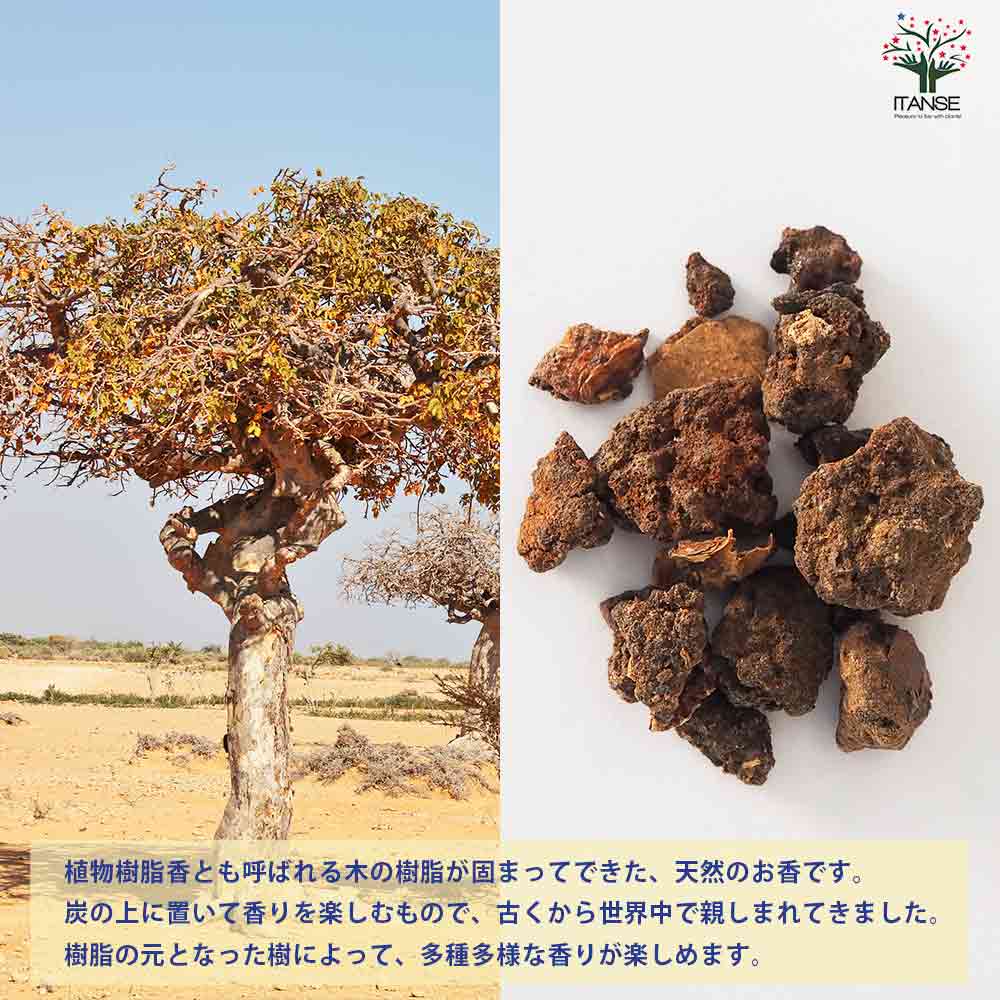 レジンインセンス ミルラ 【香り系 25g】｜ 【植物の