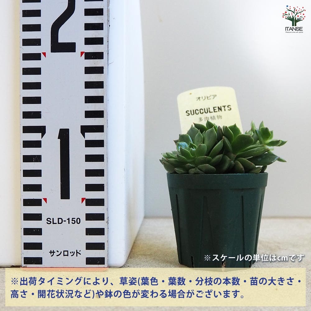 多肉植物 オリビア 【多肉植物 2.5号鉢／1個売り】｜ 【植物の
