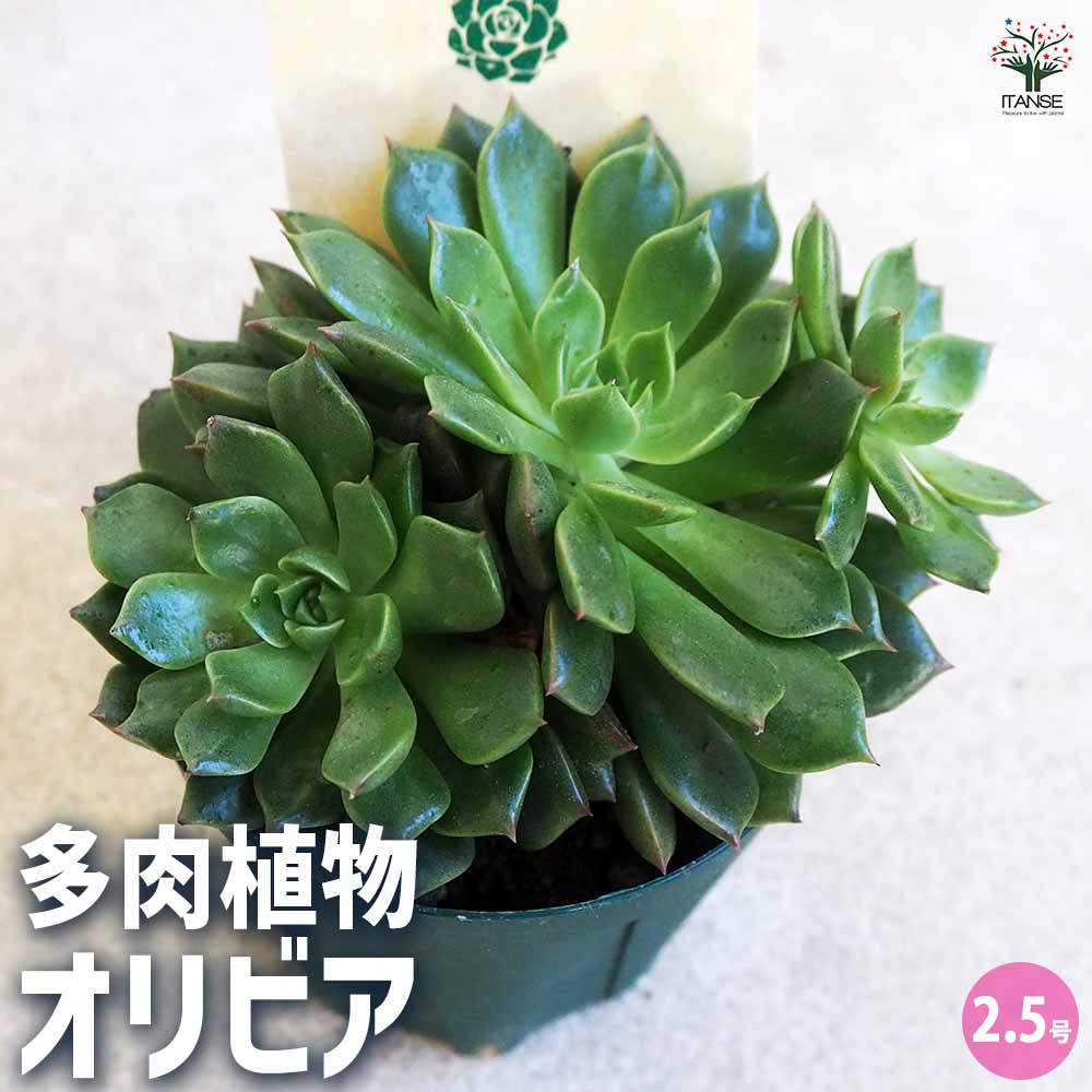 多肉植物 オリビア 【多肉植物 2.5号鉢／1個売り】｜ 【植物の