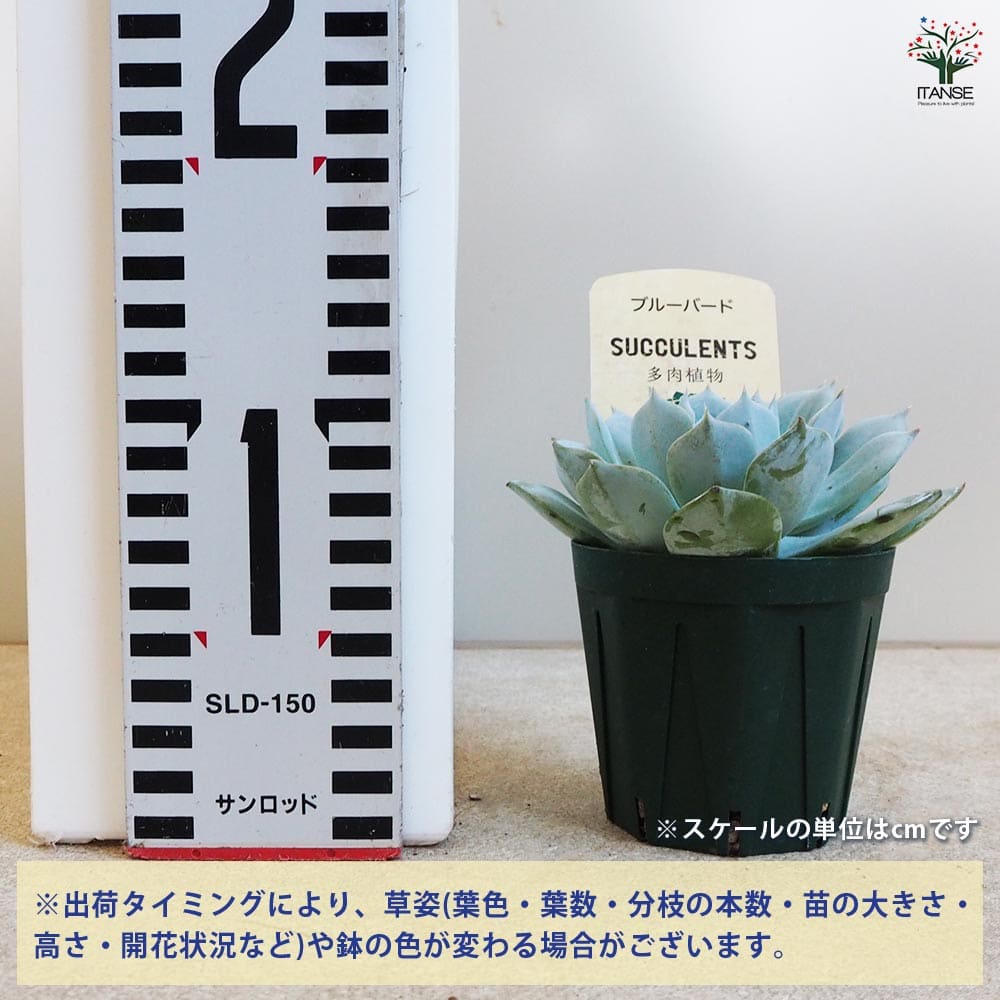 多肉植物 ブルーバード 【多肉植物 2.5号鉢／1個売り】｜ 【植物