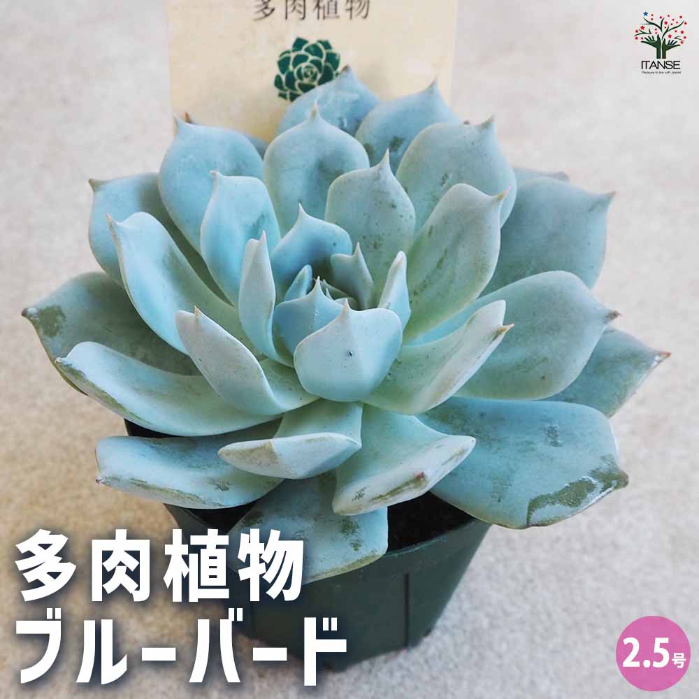 多肉植物 ブルーバード 【多肉植物 2.5号鉢／1個売り】｜ 【植物