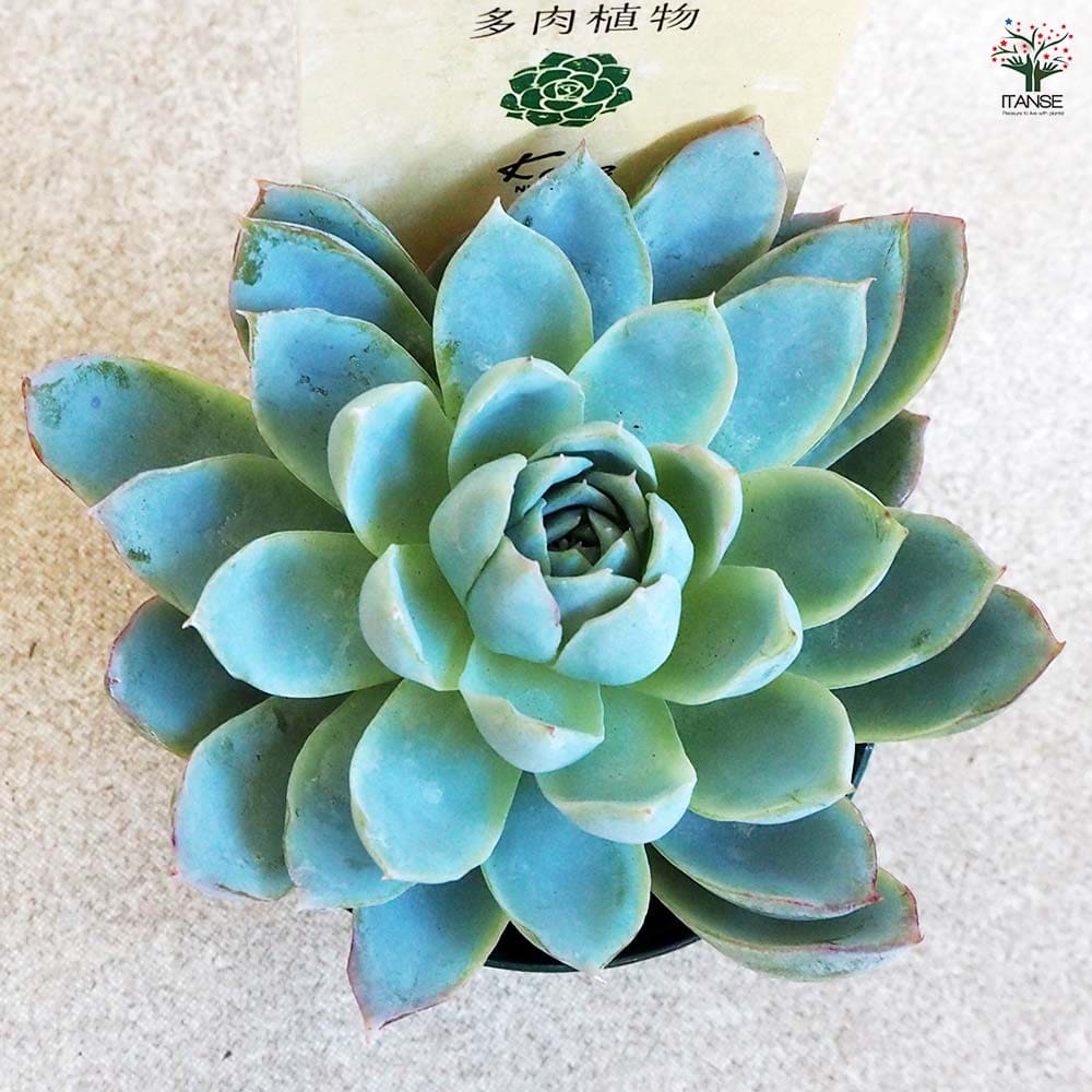 多肉植物 青緑色の鉢*7 多肉植物 青緑色の鉢*7 多肉植物の寄せ植え【大サイズ編】