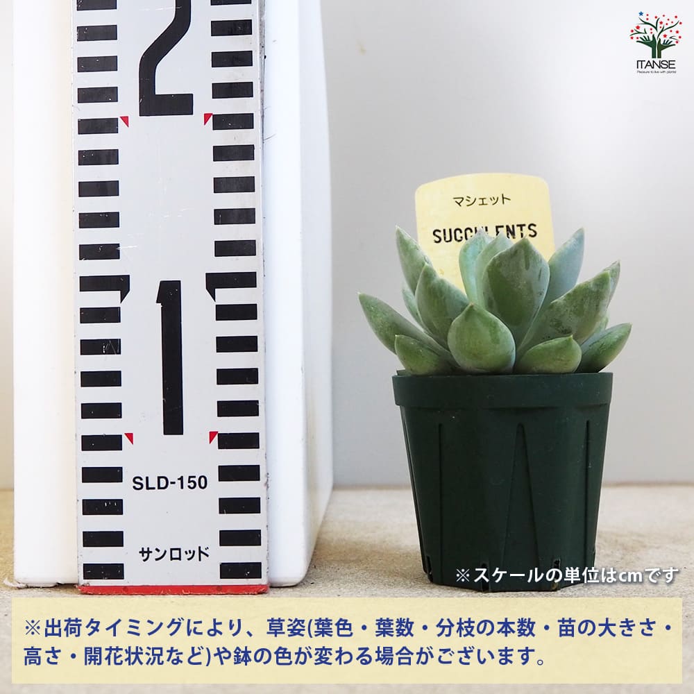 多肉植物 マシェット 【多肉植物 2.5号鉢／1個売り】｜ 【植物の