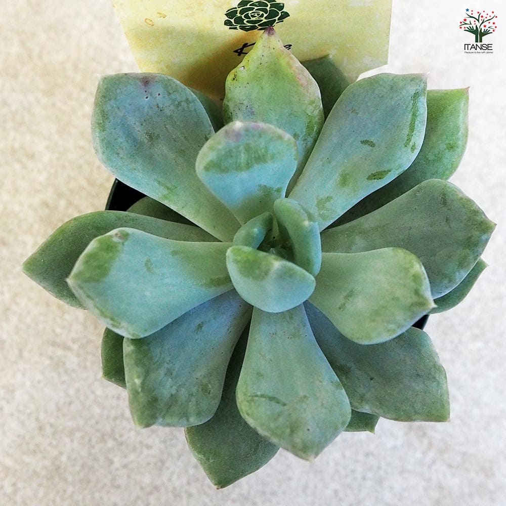 多肉植物 マシェット 【多肉植物 2.5号鉢／1個売り】｜ 【植物の