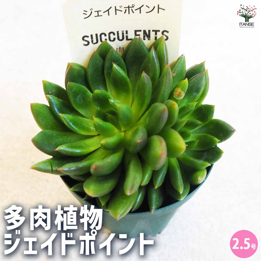 多肉植物 ジェイドポイント 【多肉植物 2.5号鉢／1個売り