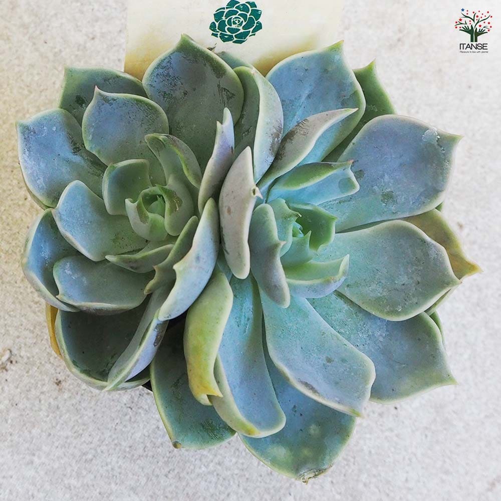 多肉植物 ロータス 【多肉植物 2.5号鉢／1個売り】｜ 【植物の