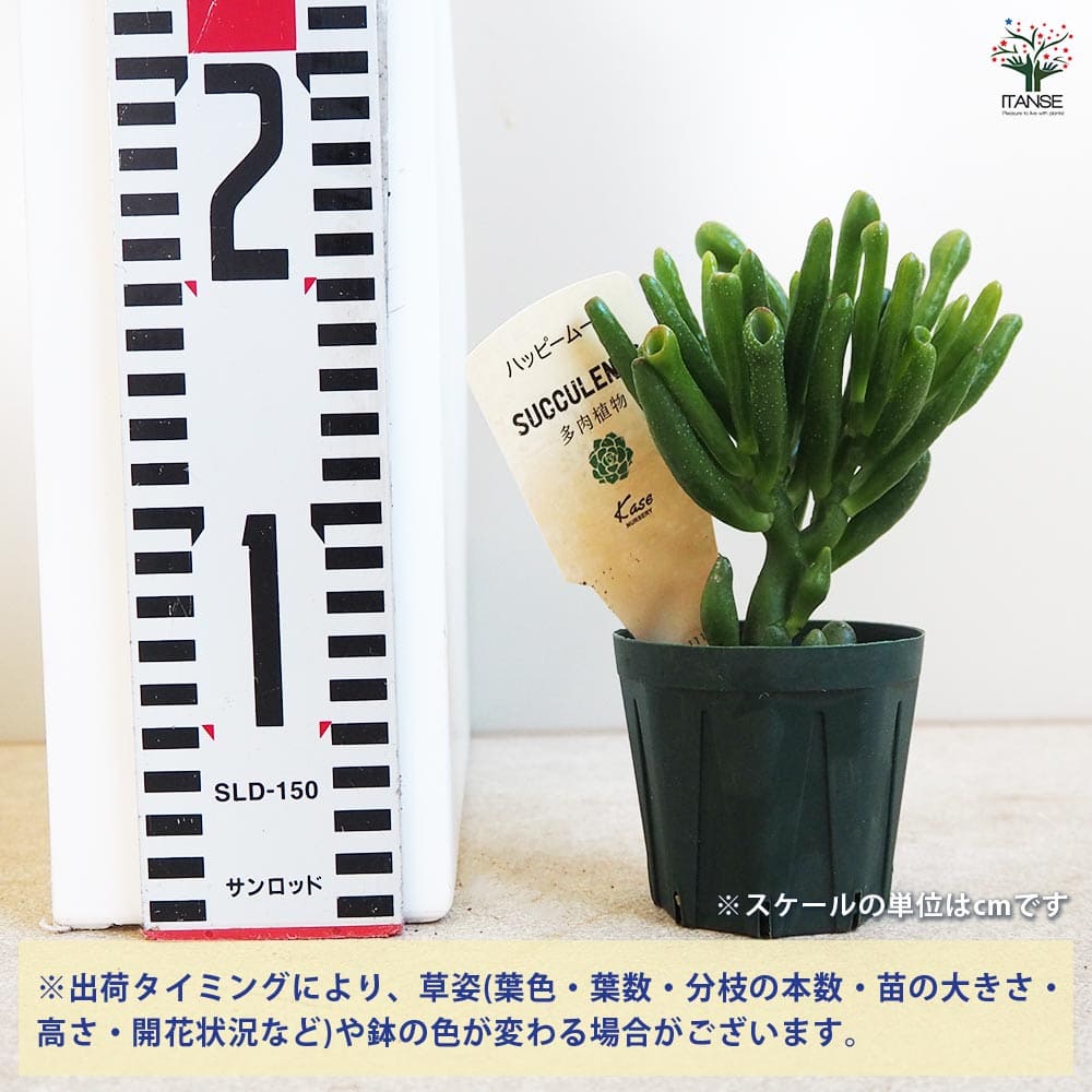 多肉植物 ハッピームーン 【多肉植物 2.5号鉢／1個売り】｜ 【植物の