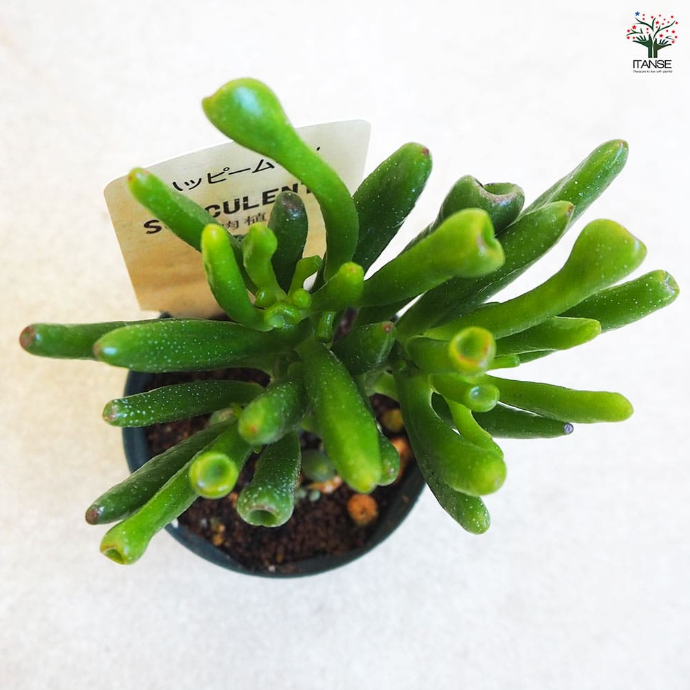 多肉植物 ハッピームーン 【多肉植物 2.5号鉢／1個売り】｜ 【植物の