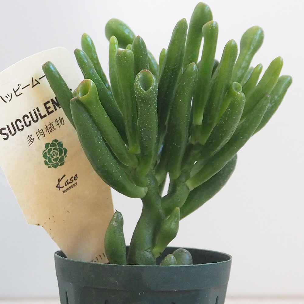 多肉植物 ハッピームーン 【多肉植物 2.5号鉢／1個売り】｜ 【植物の