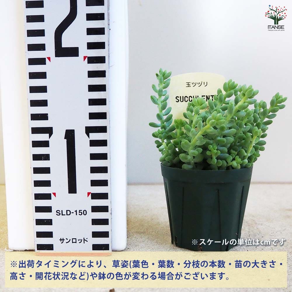多肉植物 玉ツヅリ 【多肉植物 2.5号鉢／1個売り】｜ 【植物の
