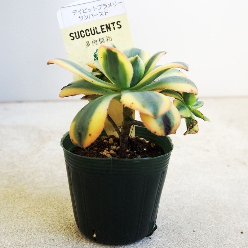 アエオニウム リバーストーン 【多肉植物 3号】｜ 【植物の