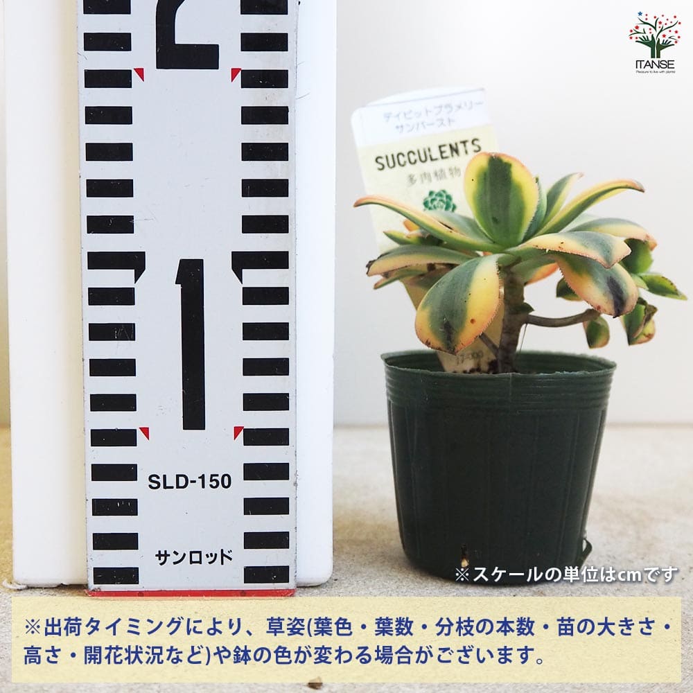 アン☆様　多肉植物棚　BQ-HDS2 変更あり アン☆様 多肉植物棚 BQ-HDS2 変更あり