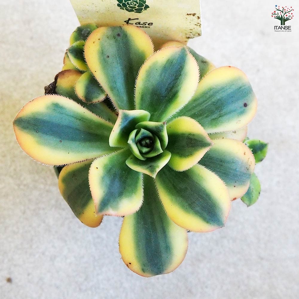 多肉植物　ディビット　① 多肉植物ディビット①