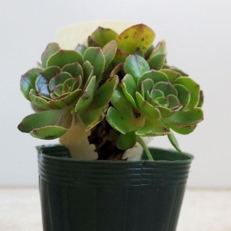 セダム サンスパークラー・ファイヤークラッカー【多肉植物 2.5～3号