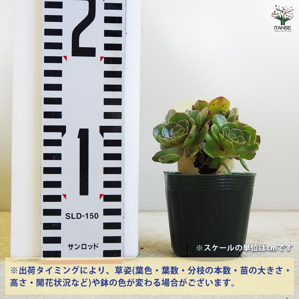 多肉植物 ハロウィン 【多肉植物 2.5号ポット／1個売り】｜ 【植物の