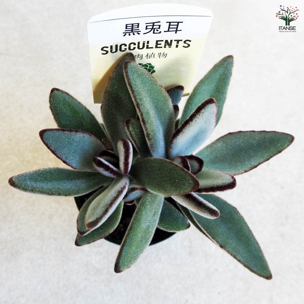多肉植物 黒兎耳 【多肉植物 2.5号鉢／1個売り】｜ 【植物の