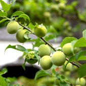 梅の苗木 花香実接木 【果樹の苗木 12〜15cmポット／1個売り】|果樹苗
