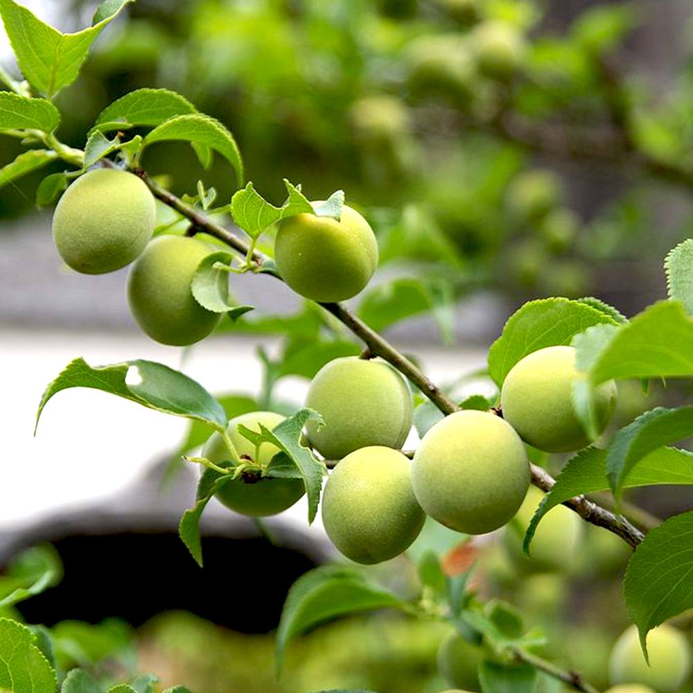 梅の苗木 花香実接木 【果樹の苗木 12～15cmポット／1個売り】