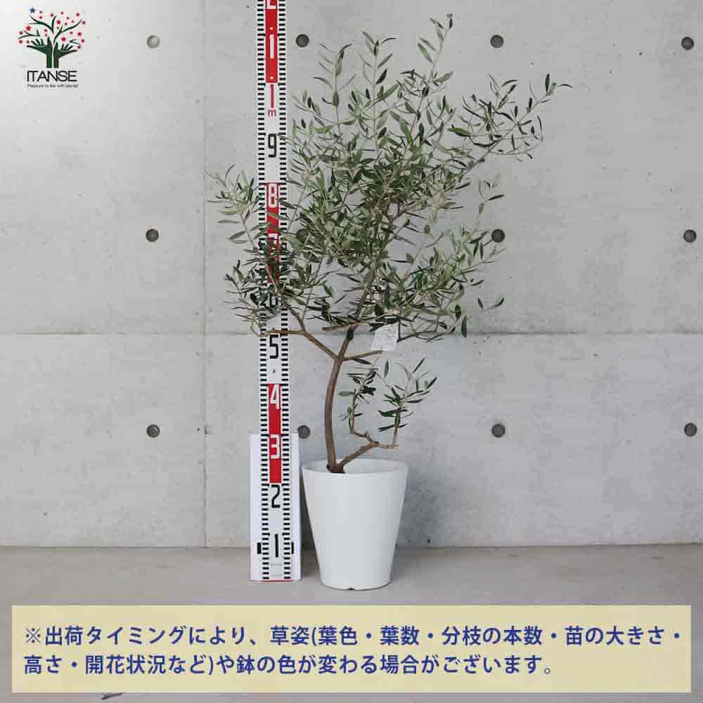 オリーブ アレクーゾ白テーパ鉢 【果樹の苗木 7号鉢／1個売り