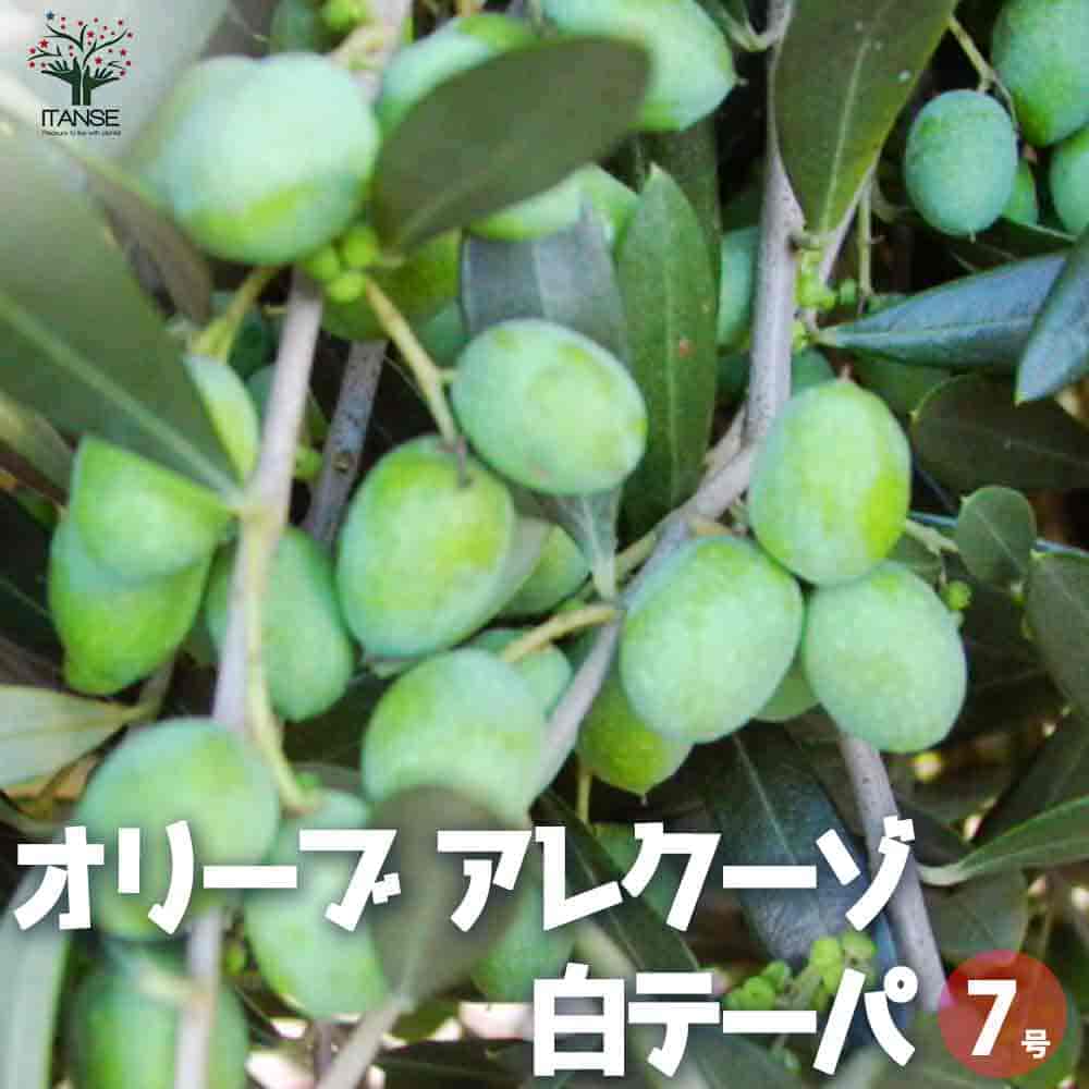 オリーブ アレクーゾ白テーパ鉢 【果樹の苗木 7号鉢／1個売り】