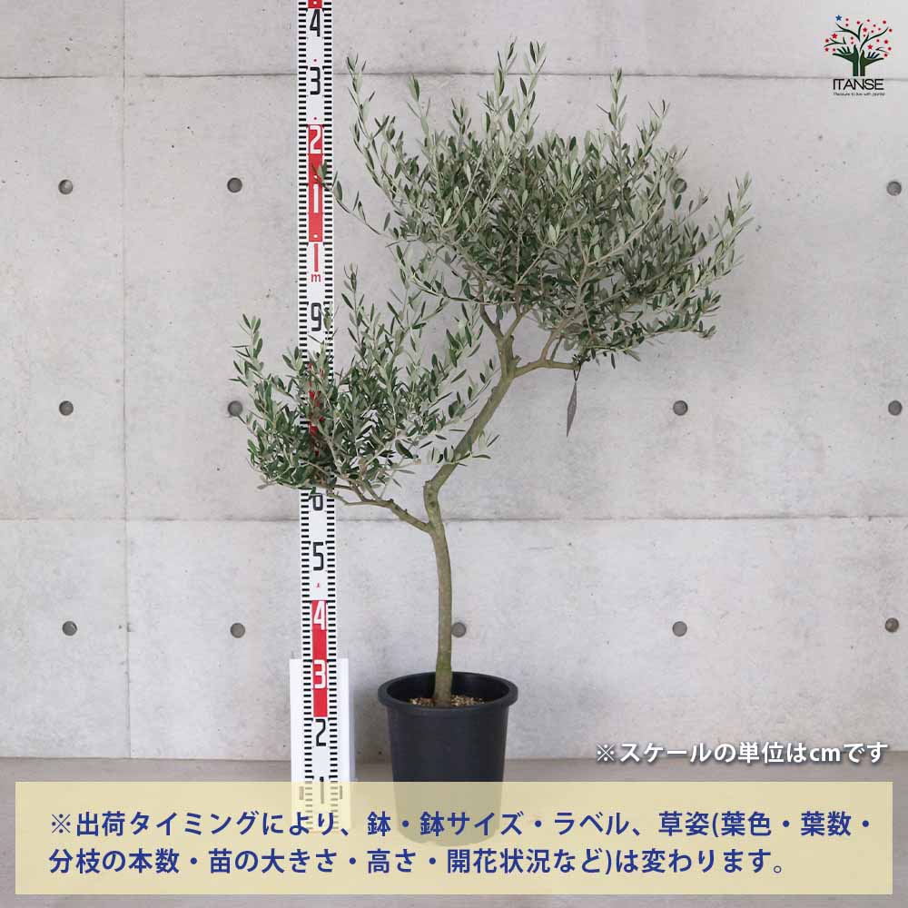 オリーブ　マンザニロ　2 オリーブ：マンザニロ | nae-ya｜herbal tree shop ｜ハーバル