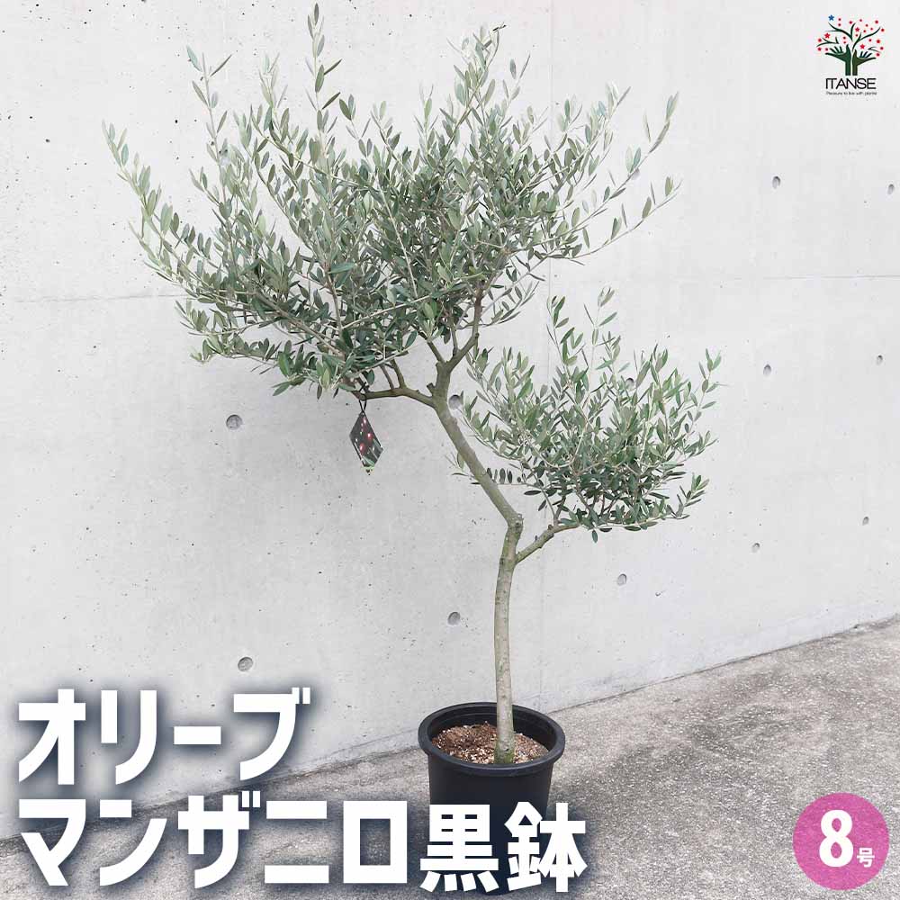 Souju オリーブ マンザニロ ブラック鉢植え 苗 Souju オリーブ